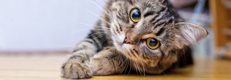 Kastreringskampanje for katt