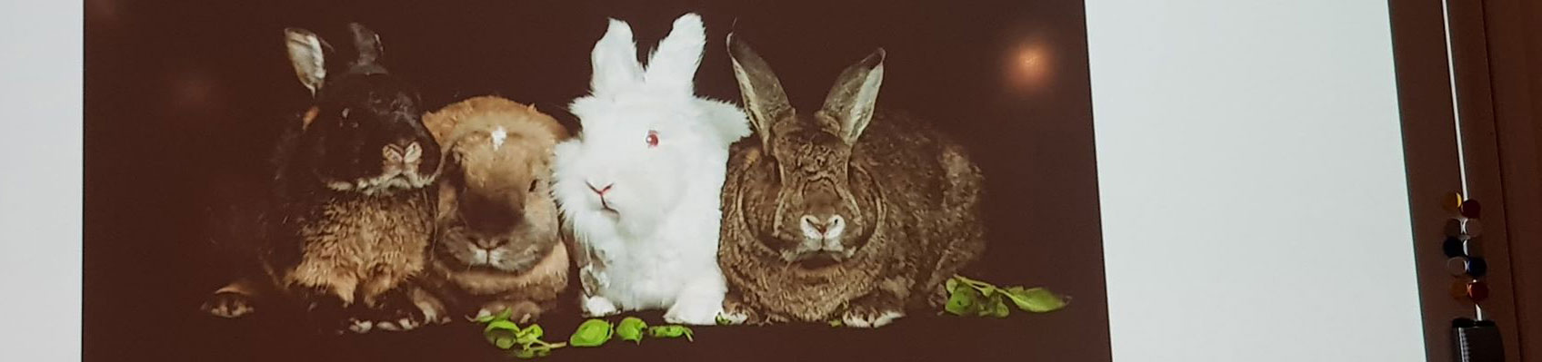 Foredrag om kaniner